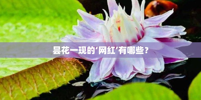 昙花一现的‘网红’有哪些？