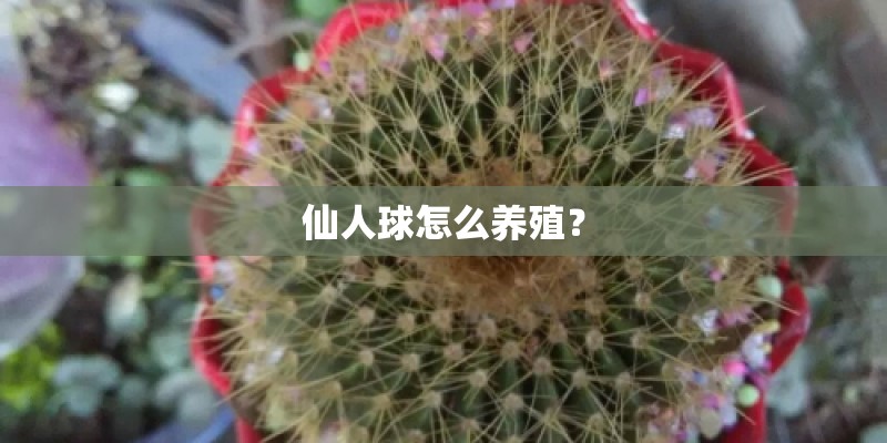 仙人球怎么养殖？