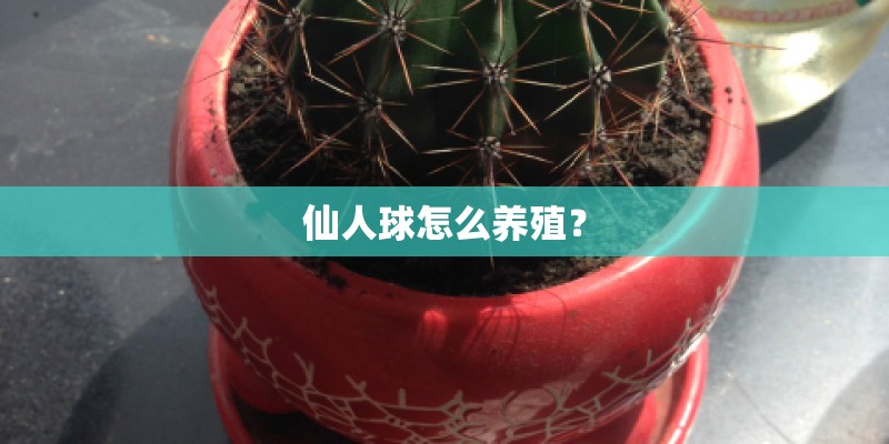 仙人球怎么养殖？