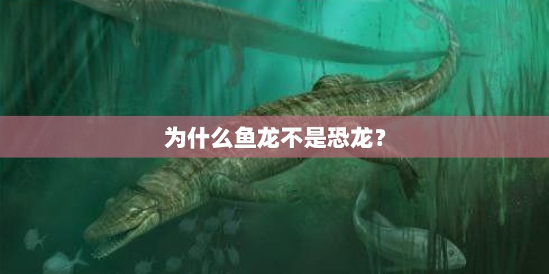 为什么鱼龙不是恐龙？