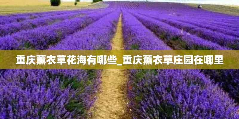 重庆薰衣草花海有哪些_重庆薰衣草庄园在哪里 重庆薰衣草花海有哪些_重庆薰衣草庄园在哪里