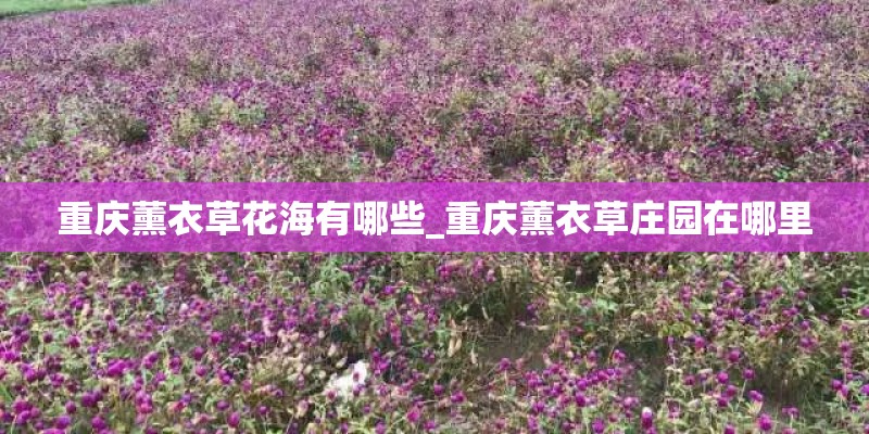 重庆薰衣草花海有哪些_重庆薰衣草庄园在哪里 重庆薰衣草花海有哪些_重庆薰衣草庄园在哪里