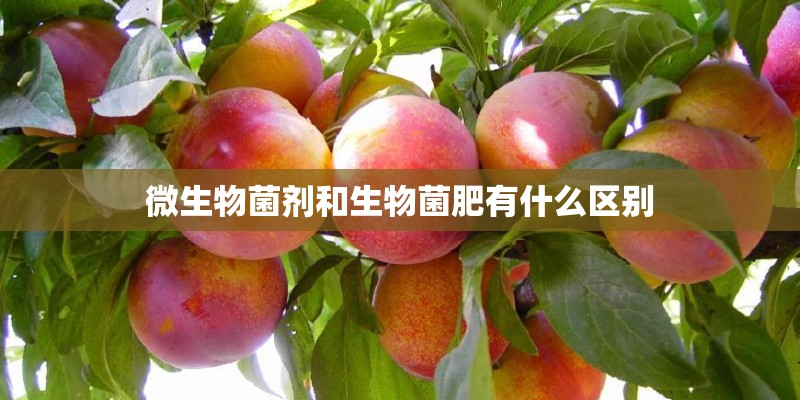 微生物菌剂和生物菌肥有什么区别 微生物菌剂和生物菌肥有什么区别