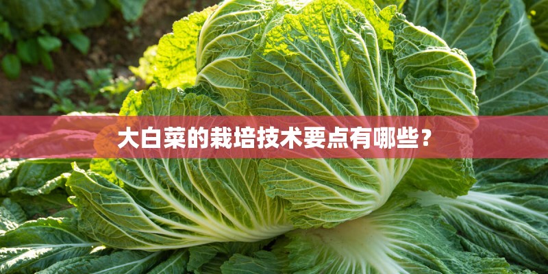 大白菜的栽培技术要点有哪些？