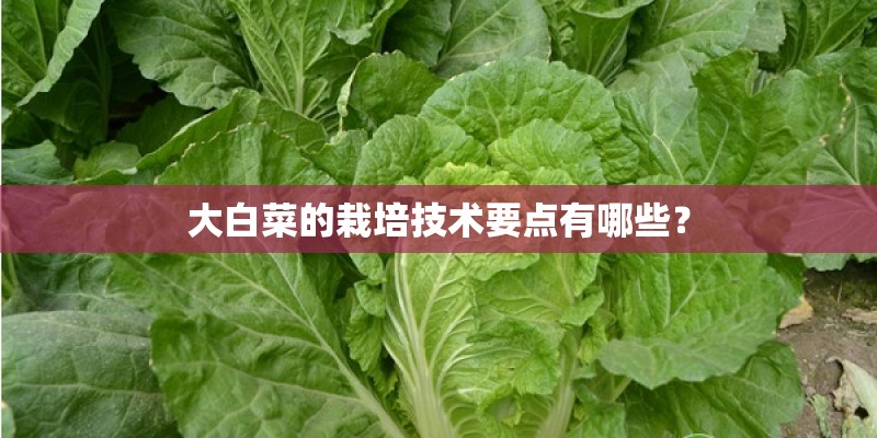 大白菜的栽培技术要点有哪些？
