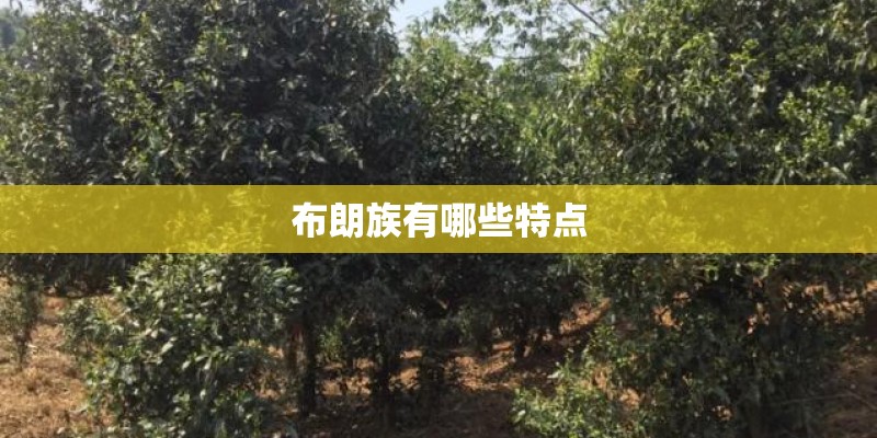 布朗族有哪些特点