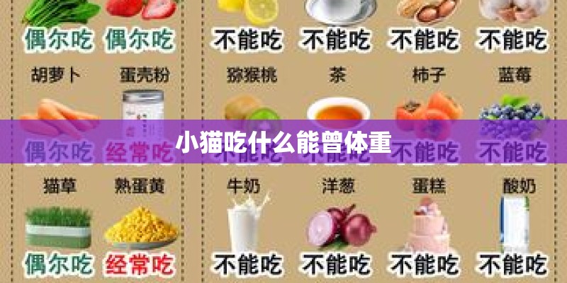 小猫吃什么能曾体重