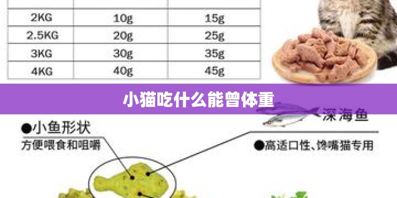 小猫吃什么能曾体重