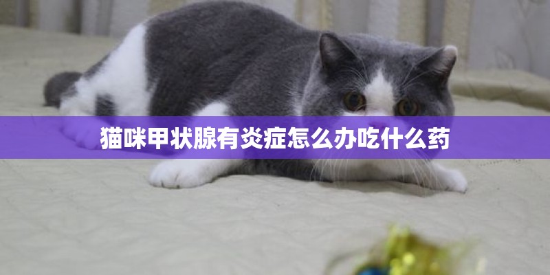 猫咪甲状腺有炎症怎么办吃什么药 猫咪甲状腺有炎症怎么办吃什么药