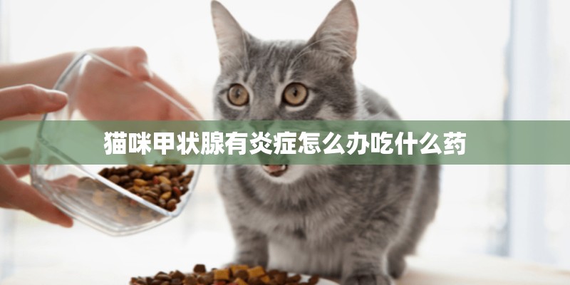猫咪甲状腺有炎症怎么办吃什么药 猫咪甲状腺有炎症怎么办吃什么药