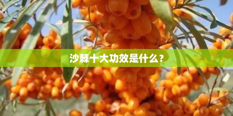沙棘十大功效是什么？
