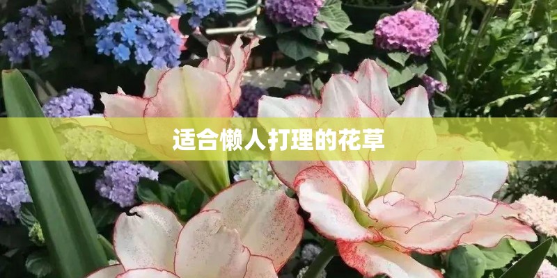 适合懒人打理的花草