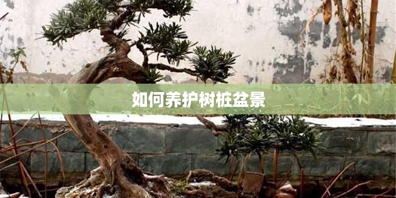 如何养护树桩盆景 如何养护树桩盆景