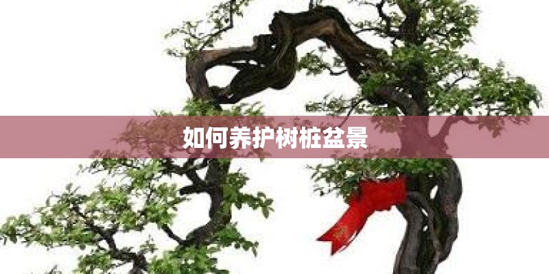 如何养护树桩盆景 如何养护树桩盆景