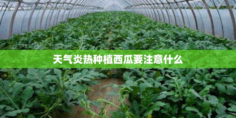 天气炎热种植西瓜要注意什么