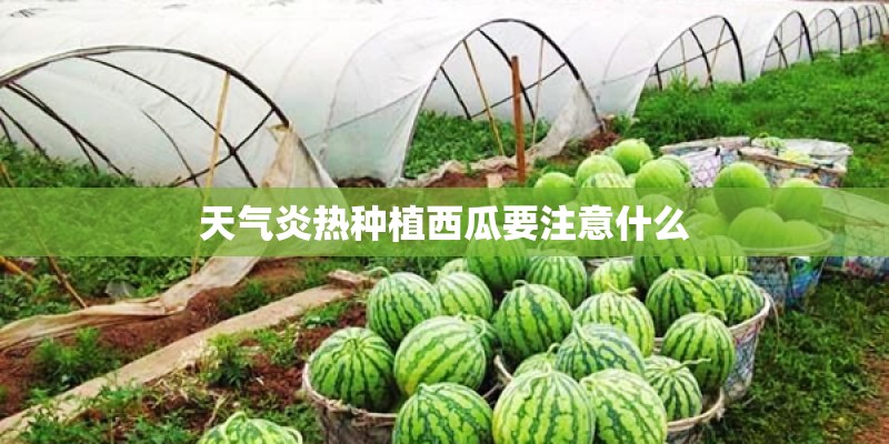 天气炎热种植西瓜要注意什么 天气炎热种植西瓜要注意什么