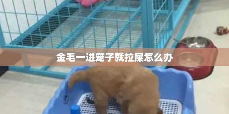 金毛一进笼子就拉屎怎么办