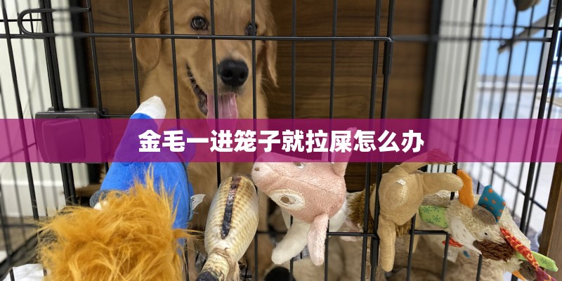 金毛一进笼子就拉屎怎么办