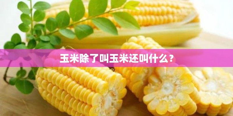 玉米除了叫玉米还叫什么？