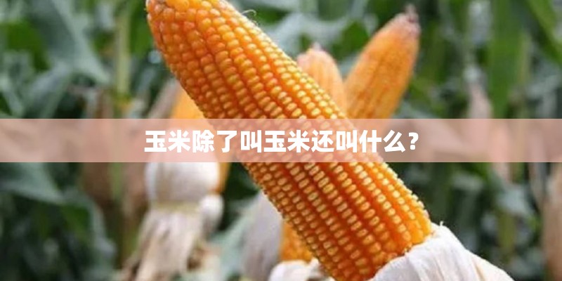 玉米除了叫玉米还叫什么？