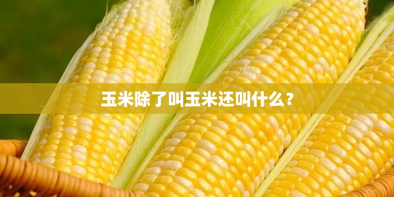 玉米除了叫玉米还叫什么？