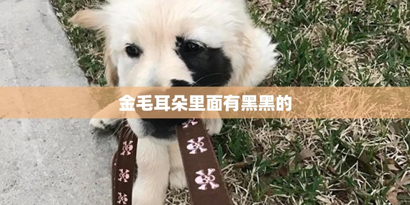 金毛耳朵里面有黑黑的