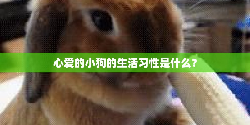 心爱的小狗的生活习性是什么? 心爱的小狗的生活习性是什么?