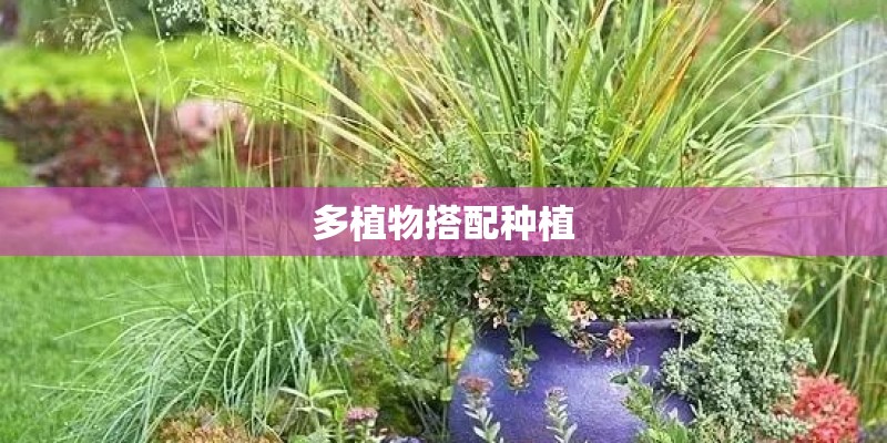 多植物搭配种植
