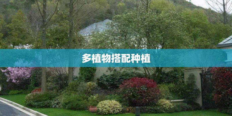 多植物搭配种植