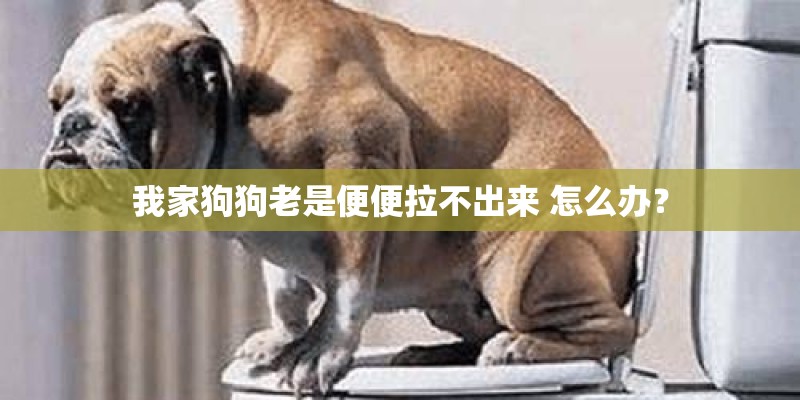 我家狗狗老是便便拉不出来 怎么办？