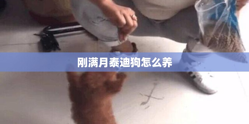 刚满月泰迪狗怎么养