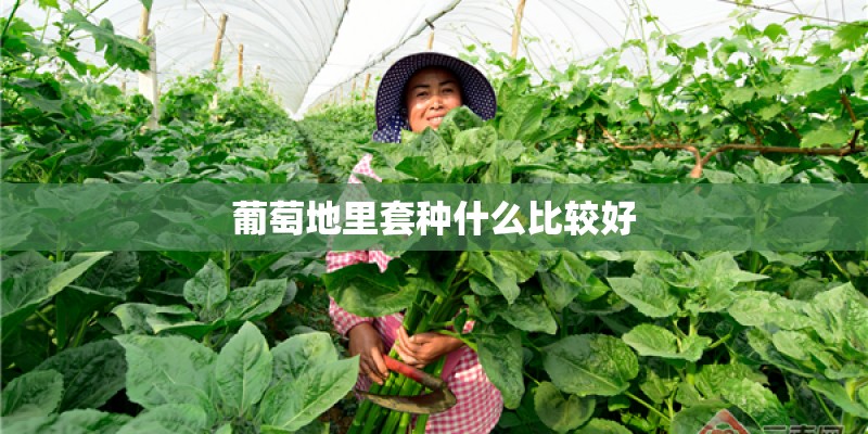 葡萄地里套种什么比较好