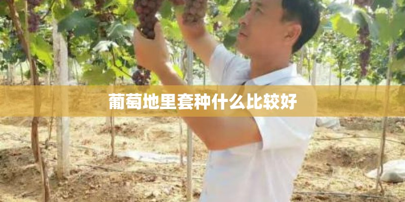葡萄地里套种什么比较好