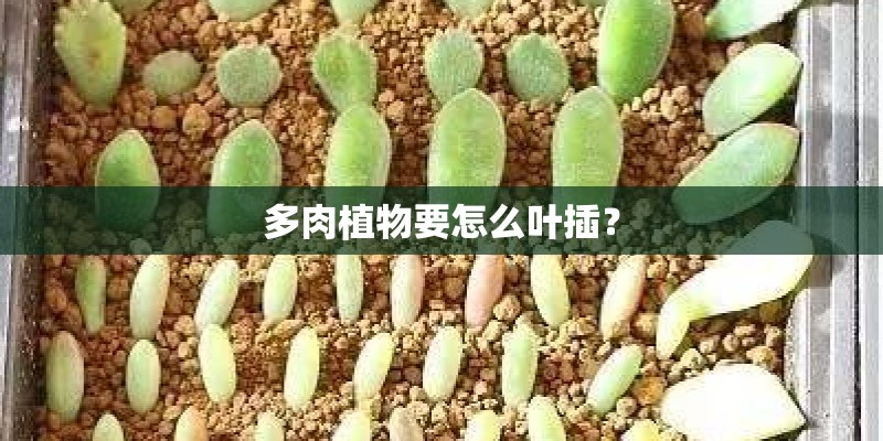 多肉植物要怎么叶插？