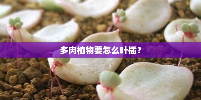 多肉植物要怎么叶插？
