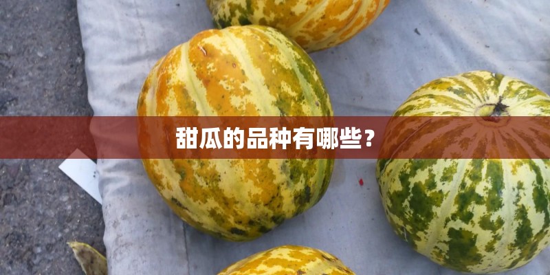 甜瓜的品种有哪些？