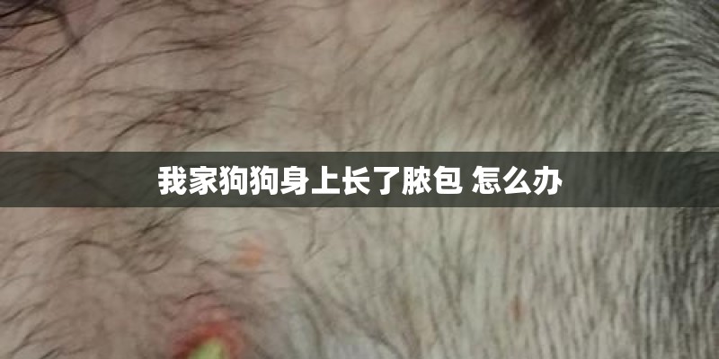 我家狗狗身上长了脓包 怎么办
