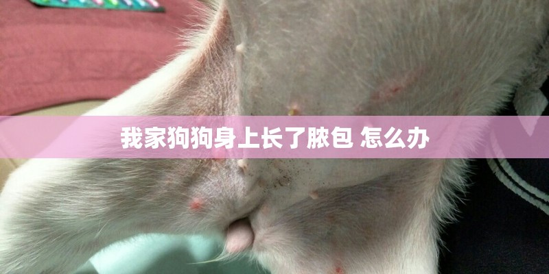 我家狗狗身上长了脓包 怎么办