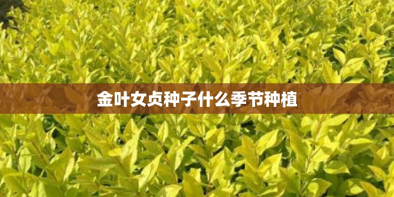 金叶女贞种子什么季节种植