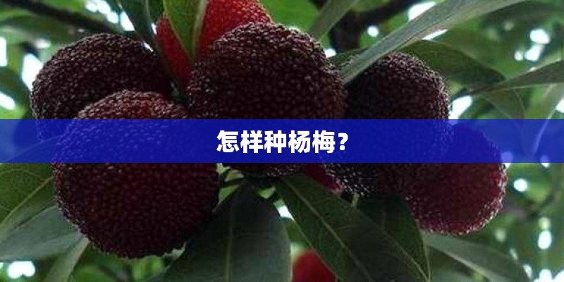 怎样种杨梅? 怎样种杨梅?