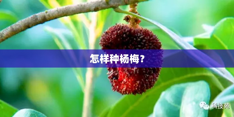 怎样种杨梅? 怎样种杨梅?