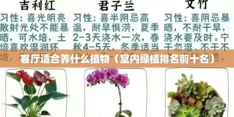 客厅适合养什么植物（室内绿植排名前十名）
