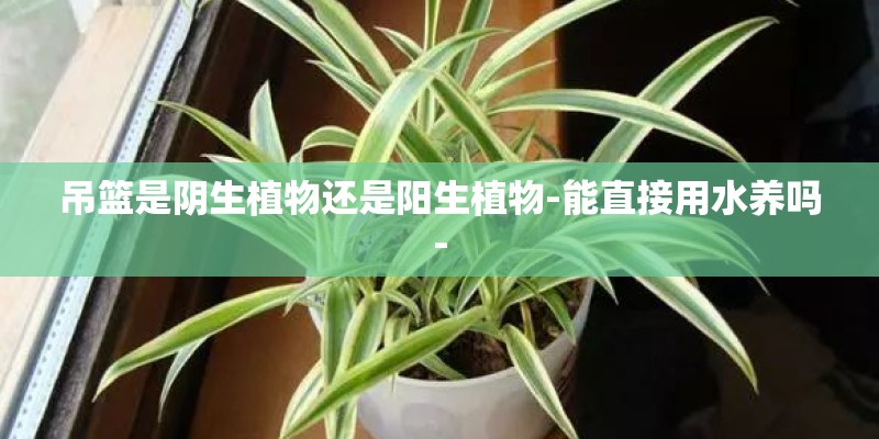 吊篮是阴生植物还是阳生植物-能直接用水养吗-
