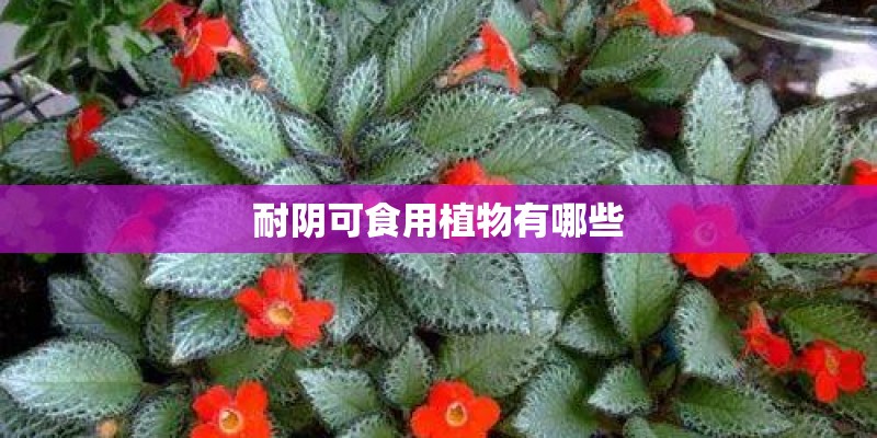 耐阴可食用植物有哪些