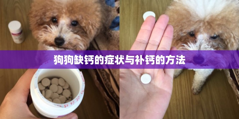 狗狗缺钙的症状与补钙的方法