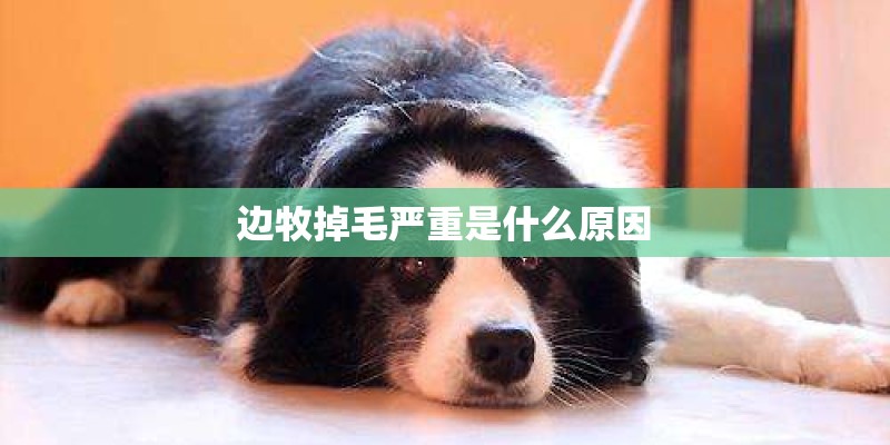 边牧掉毛严重是什么原因