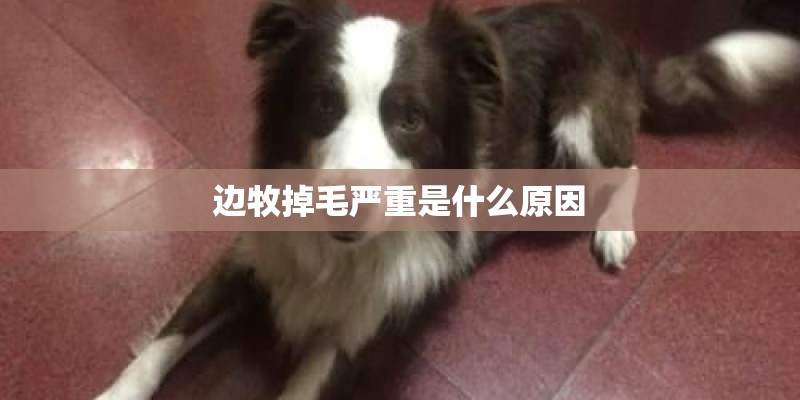 边牧掉毛严重是什么原因 边牧掉毛严重是什么原因