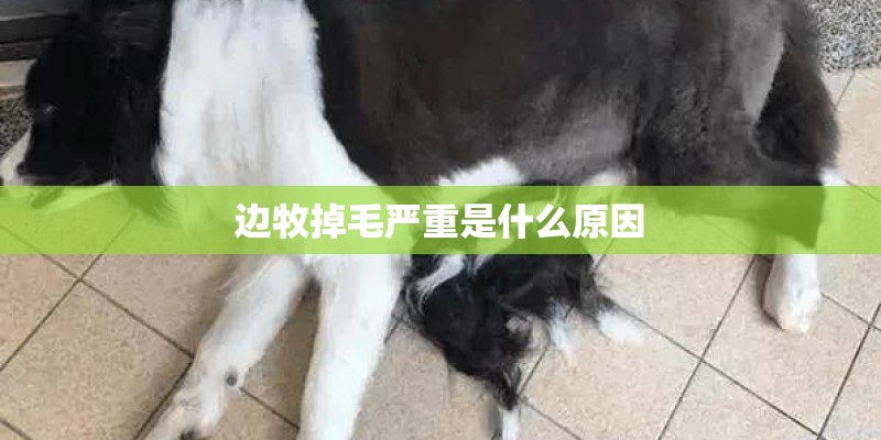 边牧掉毛严重是什么原因 边牧掉毛严重是什么原因