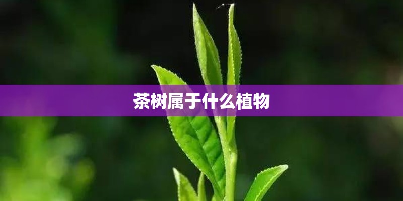 茶树属于什么植物
