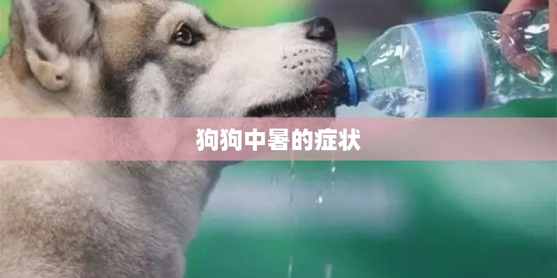 狗狗中暑的症状 狗狗中暑的症状